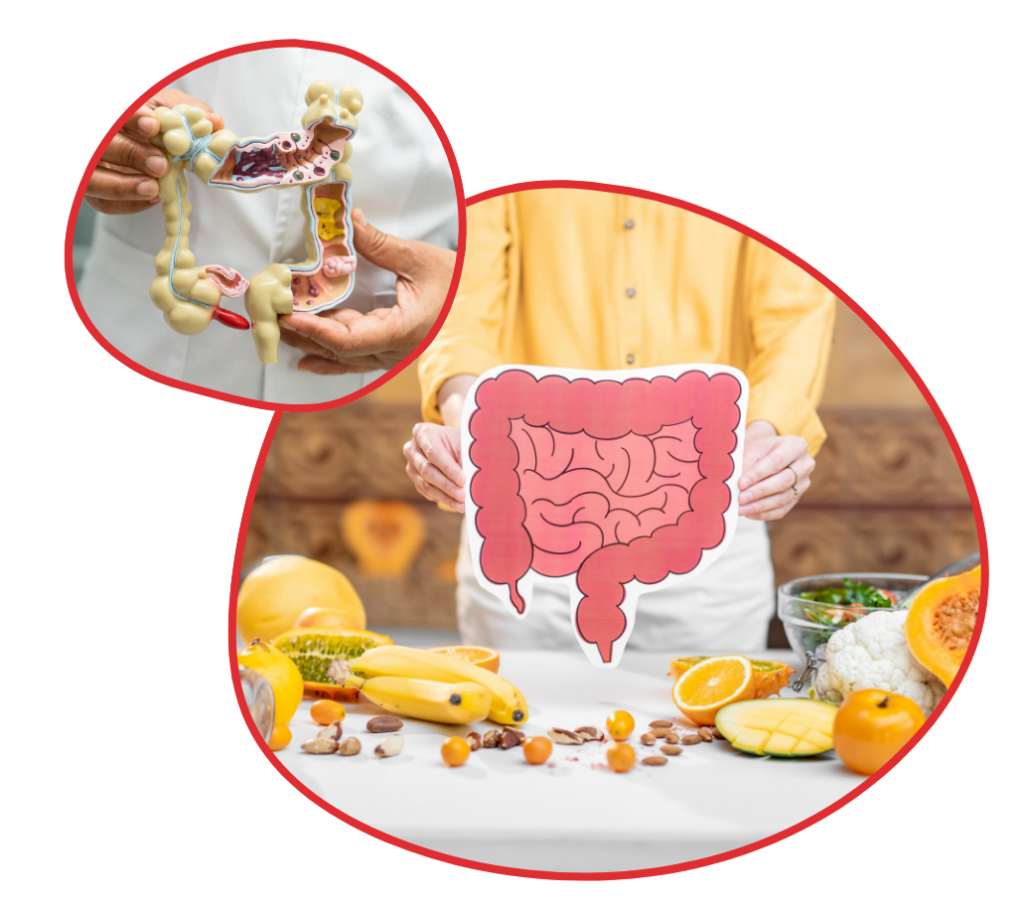 Gut Brain Cell Triangle and Digestive Health Model - Revivify For Life Illustration of gut brain cell triangle with digestive system and healthy foods