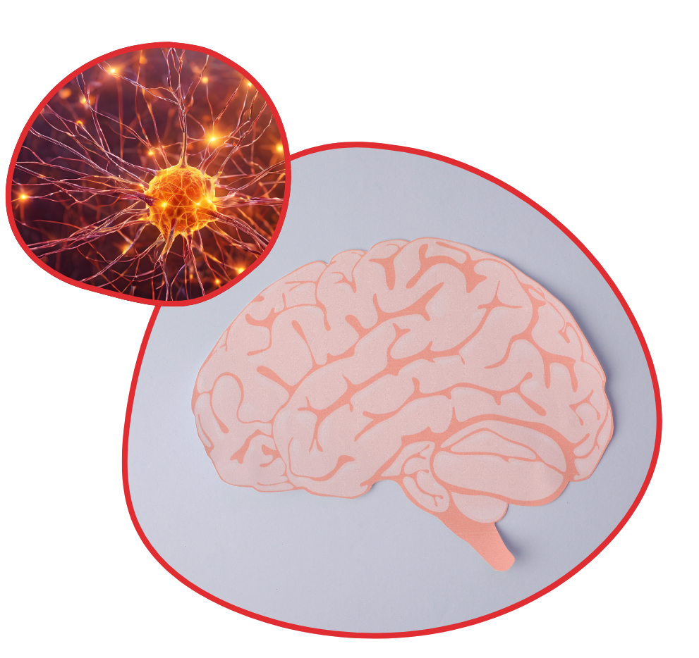 Brain and Cellular Health in the Gut Brain Cell Triangle - Revivify For Life Paper brain model symbolizing brain health and cellular repair