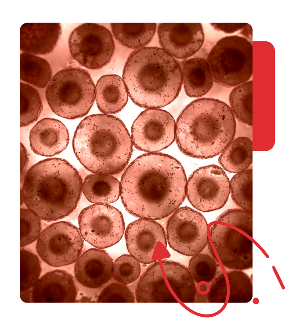 - Revivify For Life Gut Health and cellular wellness illustration showing healthy cells under a microscope