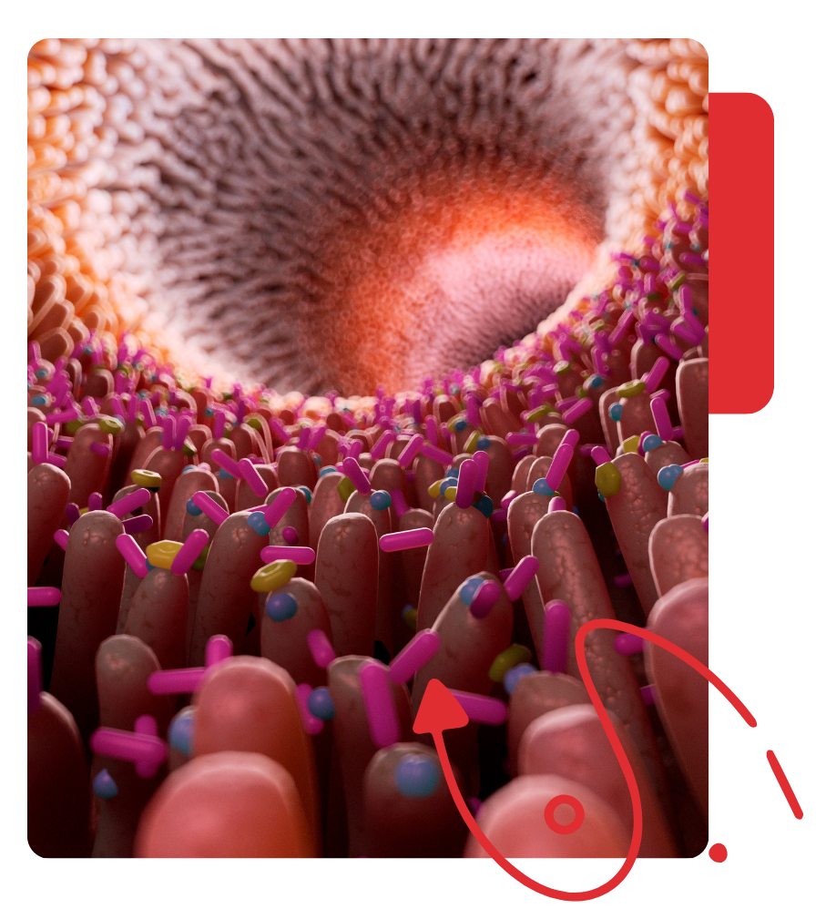 - Revivify For Life Gut Health microbiome illustration showing beneficial bacteria inside the digestive tract