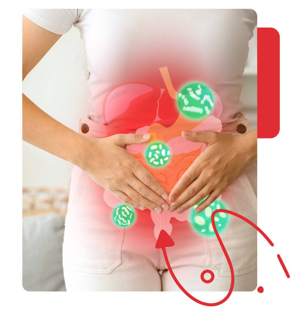- Revivify For Life Gut Health illustration showing digestive system support and beneficial bacteria
