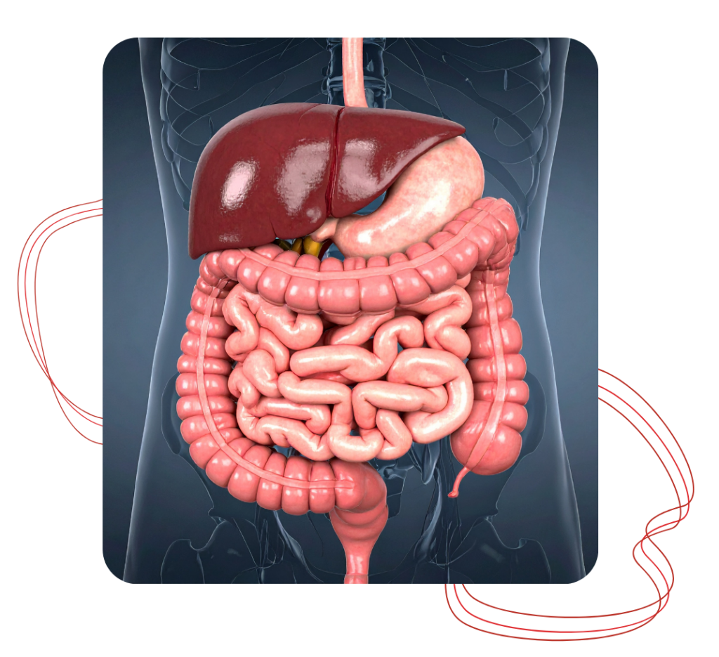 img2 - Revivify For Life Health illustration showing the digestive system and internal wellness