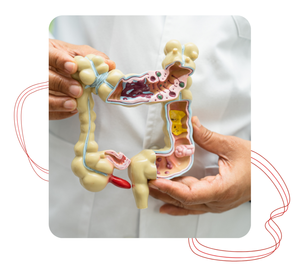 img8 - Revivify For Life Health education image showing a digestive system model held by a medical professional